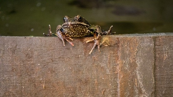 Frosch sitzt auf einer dünnen Holzwand