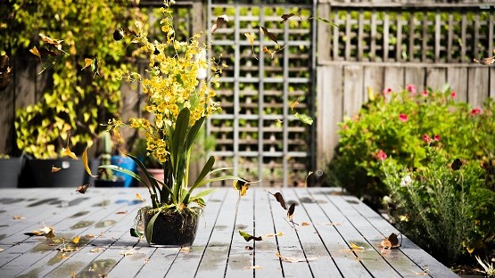Auf einem Holztisch im Garten steht eine Blume mit gelben Blüten, die Ihre Blüten im Wind verliert